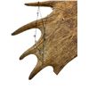 Image 3 : Vintage 6 Point Antler (1 Broken)