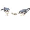 Image 2 : 1990 Alan M. Hunt Framed Print "Peregrine Falcon Family"