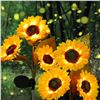 Image 2 : 2 PCS SOLAR THREE-HEAD SUNFLOWER OUTDOOR LIGHT