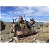Image 1 : Pyrenian Chamois Hunt by Wild Hunting Spain