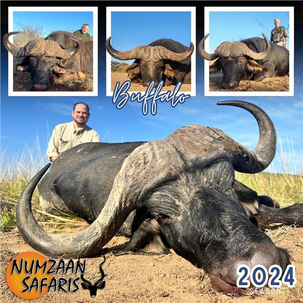 Cape Buffalo Safari in Limpopo, South Africa