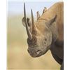 Image 2 : Leon Fouché – Black Rhino Framed Original Pastel Drawing
