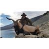 Image 4 : Kri-Kri Hybrid Ibex Hunt in Macedonia