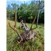 Image 1 : Trophy Rusa Stag Hunt in Mauritius