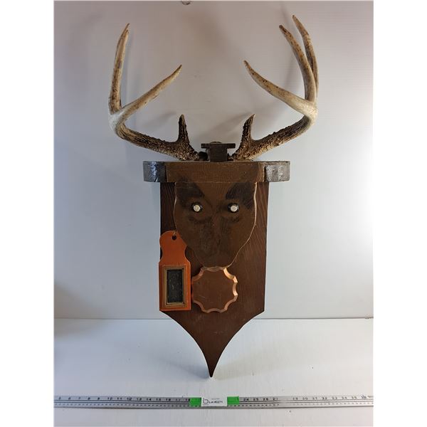 Wall Hanging Moose Head Decor with Real Antlers 35" x 18" x 8"  -  PICK UP ONLY