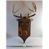 Image 1 : Wall Hanging Moose Head Decor with Real Antlers 35" x 18" x 8"  -  PICK UP ONLY