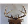 Image 3 : Wall Hanging Moose Head Decor with Real Antlers 35" x 18" x 8"  -  PICK UP ONLY