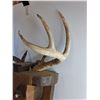 Image 4 : Wall Hanging Moose Head Decor with Real Antlers 35" x 18" x 8"  -  PICK UP ONLY