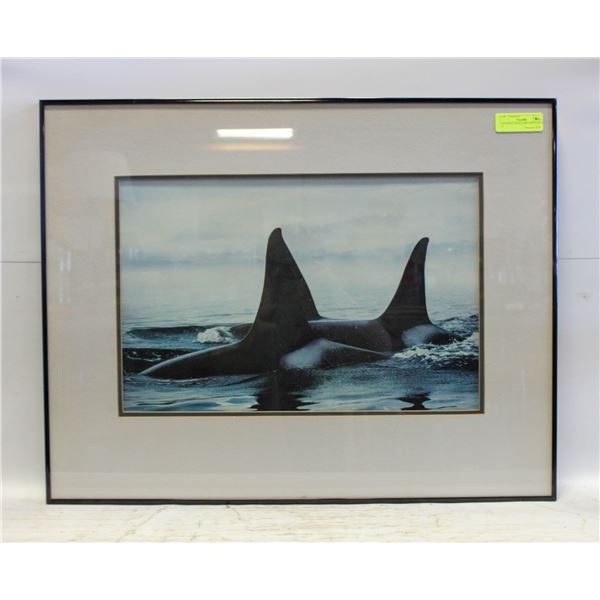 CANADIAN WHALE ART PHOTO 28 X 22