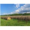 Image 1 : 123 Bales of Hay 2024 Crop, Tame Grasses Timothy. **Neighbor Will Load for $2 a Bale , Must Be 