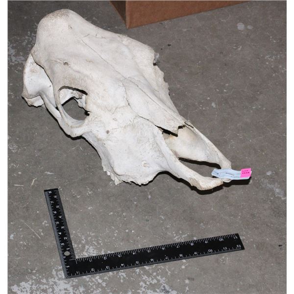 COW SKULL, LOCAL FARM FIND