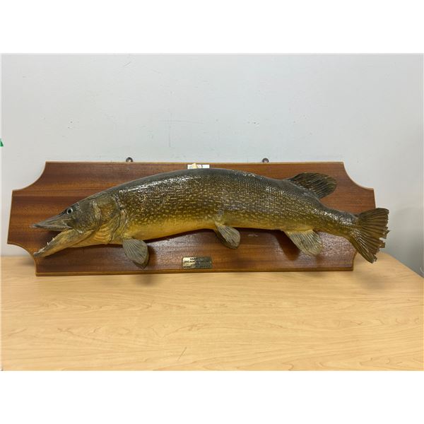 1961 Taxidermy Breakneck Lake, ON 15LBS 8ozs - board approx 41.5"W see all photos
