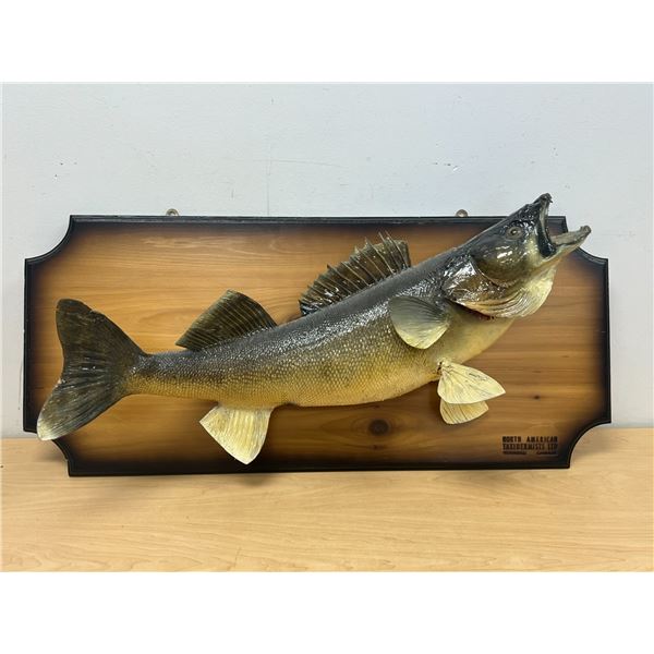 Taxidermy Fish North American Taxidermists (Winnipeg) - board approx 32"W see all photos