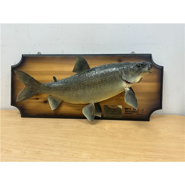 1973 Taxidermy Fish Falcon Lake Master Angler Award - Board approx 26"W see photos