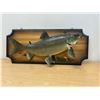 Image 1 : 1973 Taxidermy Fish Falcon Lake Master Angler Award - Board approx 26"W see photos