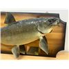 Image 2 : 1973 Taxidermy Fish Falcon Lake Master Angler Award - Board approx 26"W see photos