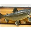 Image 3 : 1973 Taxidermy Fish Falcon Lake Master Angler Award - Board approx 26"W see photos