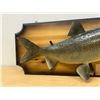 Image 4 : 1973 Taxidermy Fish Falcon Lake Master Angler Award - Board approx 26"W see photos