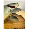 Image 6 : 1973 Taxidermy Fish Falcon Lake Master Angler Award - Board approx 26"W see photos