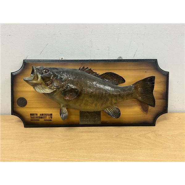 1973 Taxidermy Small Mouth Bass Falcon Lake Master Angler Award - Board approx 22"W see photos