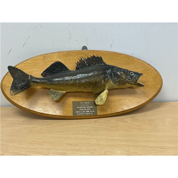 1958 Taxidermy Walleye Shoal Lake - see photos for condition board approx: 23"W