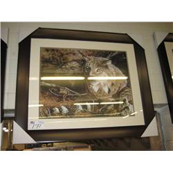 Framed Print, Bobcat