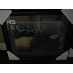 Framed Print, Elk