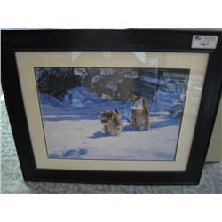 Framed Print 'cougers'