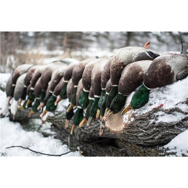 Prairie Duck Hunt for 2 Hunters and 4 days - North Dakota