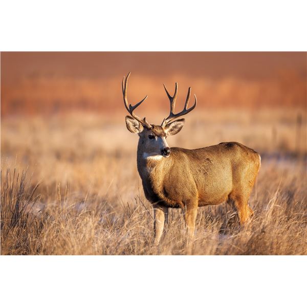 Colorado 5-day Guide’s Choice Colorado Mule Deer Hunt for 1 Hunter