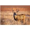 Image 1 : Colorado 5-day Guide’s Choice Colorado Mule Deer Hunt for 1 Hunter