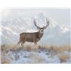 Image 2 : Colorado 5-day Guide’s Choice Colorado Mule Deer Hunt for 1 Hunter