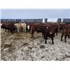 Image 3 : Dennis Herman - 1000# February Weaned Steers - 63 Head (Hoadley, AB)