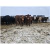 Image 4 : Dennis Herman - 1000# February Weaned Steers - 63 Head (Hoadley, AB)