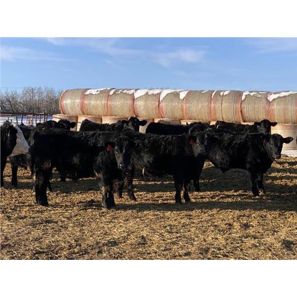 Attema Farms Ltd. - 940# February Weaned Steers - 65 Head (Bentley, AB)
