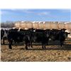 Image 1 : Attema Farms Ltd. - 940# February Weaned Steers - 65 Head (Bentley, AB)