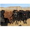 Image 3 : Attema Farms Ltd. - 940# February Weaned Steers - 65 Head (Bentley, AB)