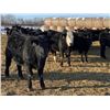 Image 6 : Attema Farms Ltd. - 940# February Weaned Steers - 65 Head (Bentley, AB)