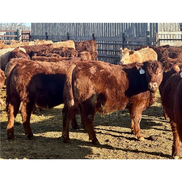 West Ridge Farms - 925# February Weaned Steers - 67 Head (Crossfield, AB)