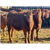 Image 5 : West Ridge Farms - 925# February Weaned Steers - 67 Head (Crossfield, AB)
