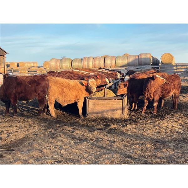 Bill Orlick - 900# February Weaned Steers - 70 Head (Calmar, AB)