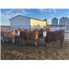 Image 2 : Bill Orlick - 900# February Weaned Steers - 70 Head (Calmar, AB)
