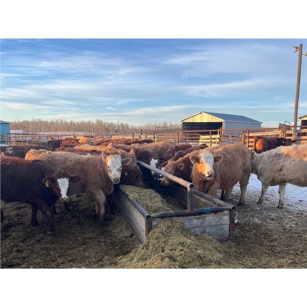 Bill Orlick - 800# February Weaned Heifers - 54 Head (Calmar, AB)