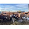 Image 1 : Bill Orlick - 800# February Weaned Heifers - 54 Head (Calmar, AB)