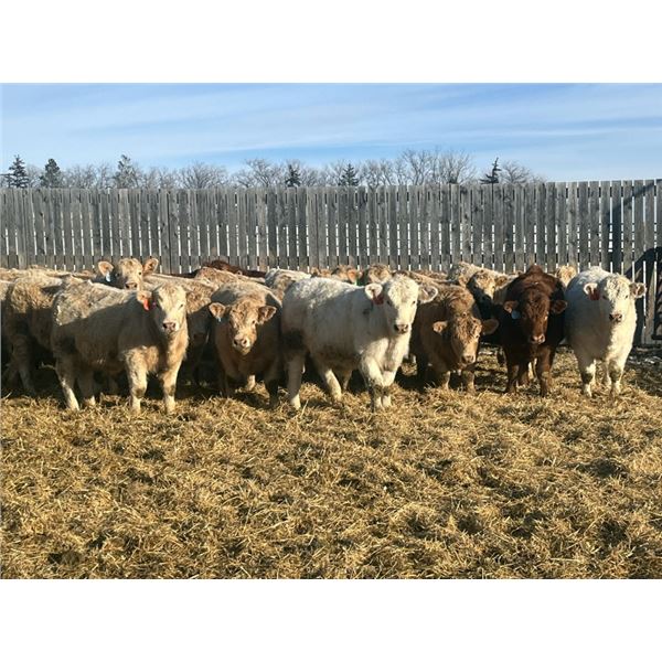 Hawks Haven Ranch - 870# February Weaned Steers - 72 Head (Compeer, AB)