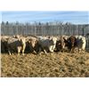 Image 1 : Hawks Haven Ranch - 870# February Weaned Steers - 72 Head (Compeer, AB)