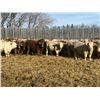 Image 2 : Hawks Haven Ranch - 870# February Weaned Steers - 72 Head (Compeer, AB)