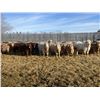 Image 4 : Hawks Haven Ranch - 870# February Weaned Steers - 72 Head (Compeer, AB)