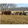 Image 5 : Hawks Haven Ranch - 870# February Weaned Steers - 72 Head (Compeer, AB)