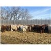 Image 6 : Hawks Haven Ranch - 870# February Weaned Steers - 72 Head (Compeer, AB)